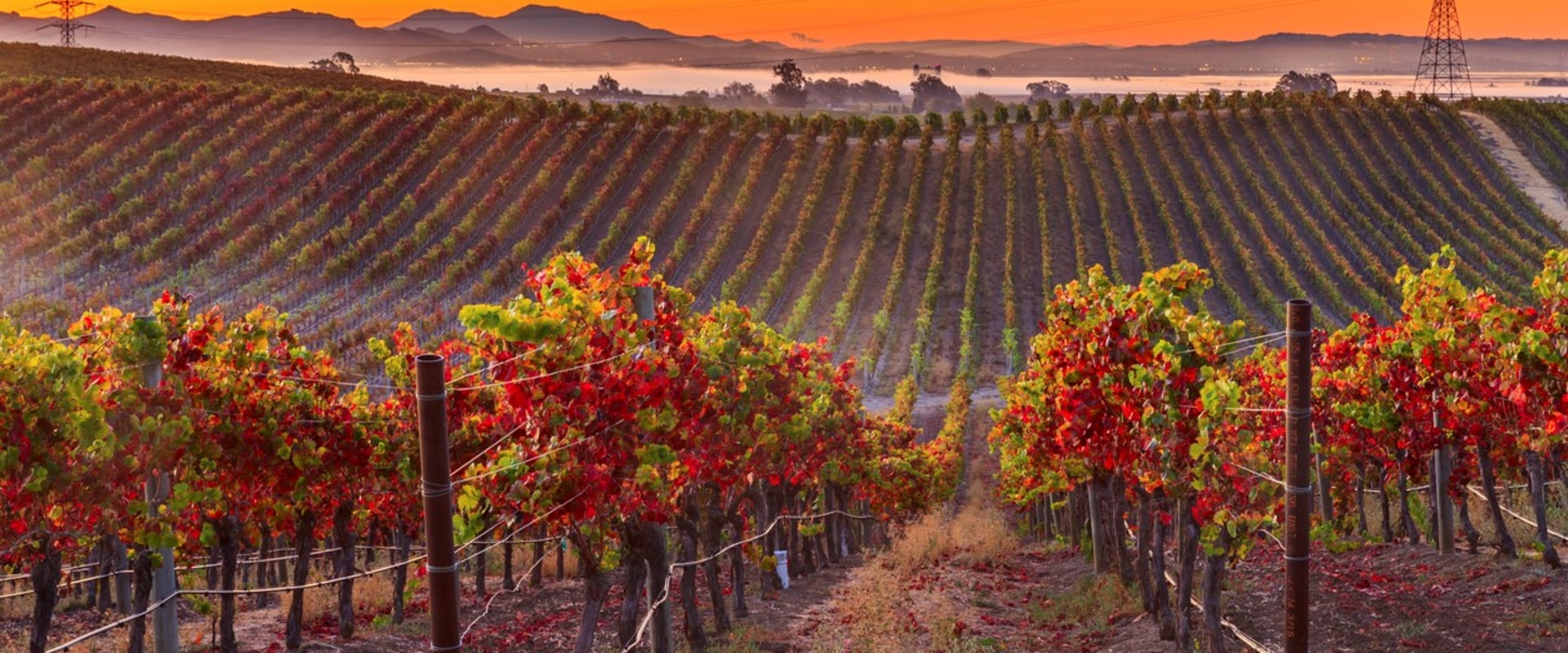 The Best Local Winery and Vineyard in California: A Must-Visit Destination for Top Wine Lovers