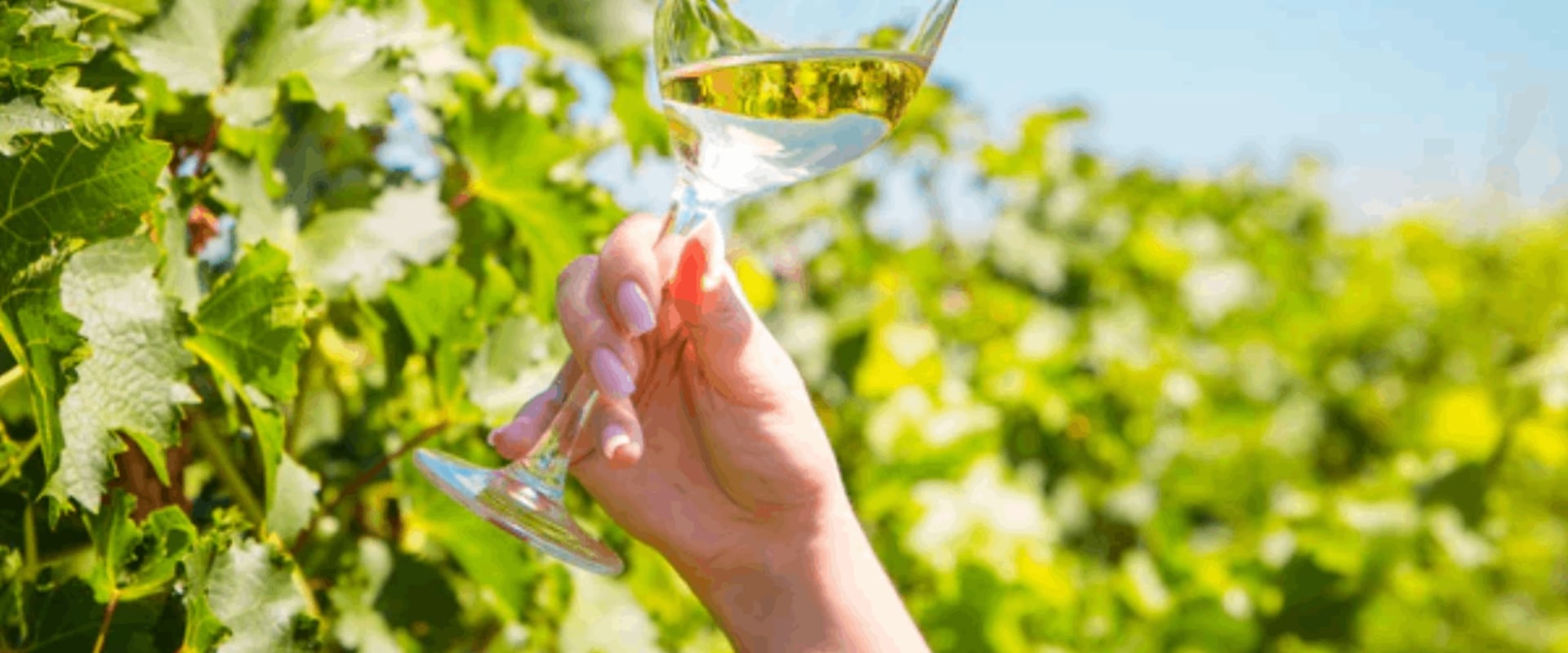 Is Pinot Grigio Sweet or Dry? Mastering Wine Tasting for This Popular Choice