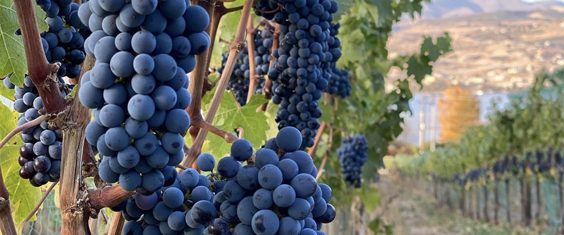 What Is Viticulture and Why It Matters in Creating Top-Rated Wines