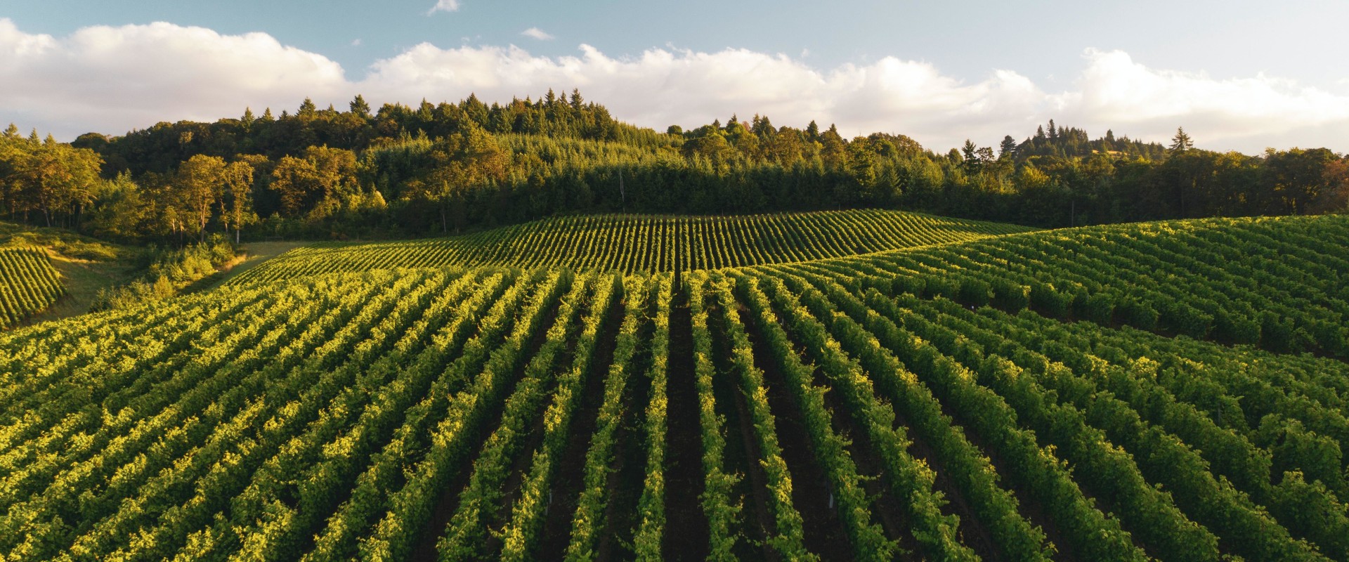 Exploring the Top Wine-Producing States in the United States