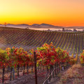 The Best Local Winery and Vineyard in California: A Must-Visit Destination for Top Wine Lovers