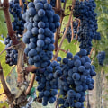 What Is Viticulture and Why It Matters in Creating Top-Rated Wines