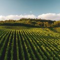 Exploring the Top Wine-Producing States in the United States