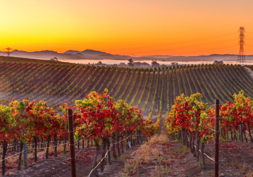 The Best Local Winery and Vineyard in California: A Must-Visit Destination for Top Wine Lovers