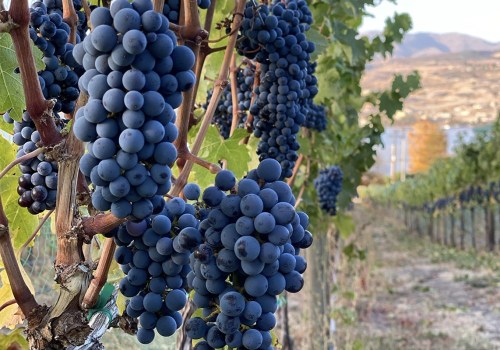 What Is Viticulture and Why It Matters in Creating Top-Rated Wines